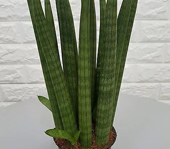 스투키 30cm내외 9촉 - 공기정화식물 1