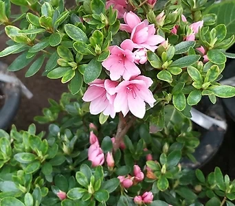 Rhododendron schlippenbachii 1/// 1