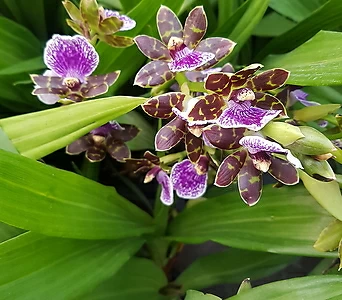 지고페탈륨35 - 보라색꽃 1