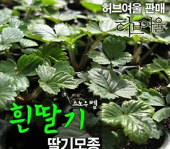 [허브여울모종] 흰딸기(Snow bell/노지월동) 허브모종 900원 1