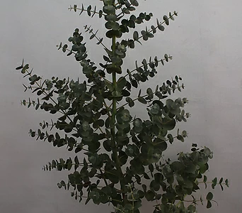 Eucalyptus  1
