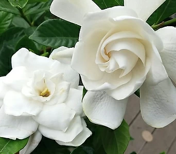향기치자.하얀색의 예쁜꽃이 상큼한 향기가 너무 좋아요.. 1