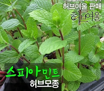 [허브여울모종] 스피아 민트 (식용허브티/노지월동) 2개 - 서울육묘생산 정품모종 1