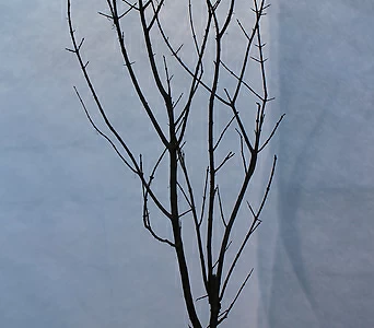 단석류나무 1