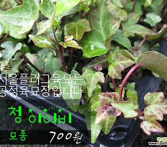 청아이비(ivy) 실내공기정화식물모종 700원 (단일품목 구매시 5천원 이상 배송가능) 1
