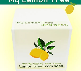 나만의 레몬키우기 달콤한 메이어레몬 Meyer Lemon 1