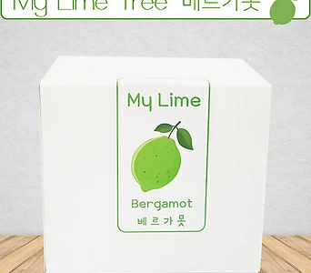 나만의라임나무 베르가못라임 Bergamot Lime 1