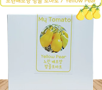노란배모양 방울 토마토 Yellow Pear Tomato 가보토마토 1