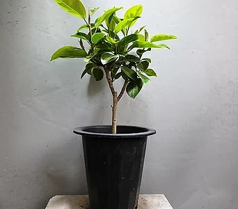 뱅갈고무나무 중품 공기정화식물 189 1