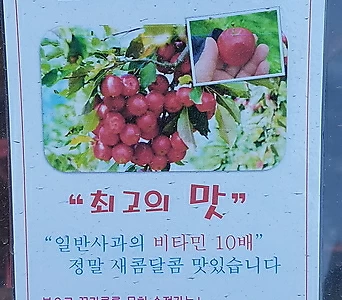 알프스오토메 미니 사과나무125 - 노지월동 1