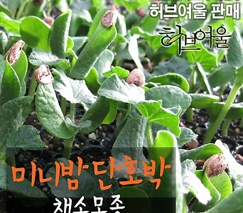 [허브여울모종] 미니밤호박 모종 1500원 - 서울육묘생산 정품모종 1