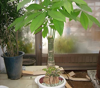 바키라나무-초미세먼지와 공기정화에 탁월한파키라 1