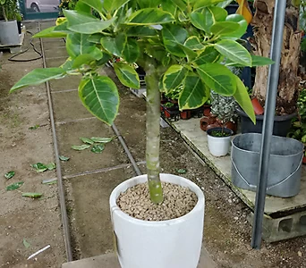 Ficus elastica -- 1