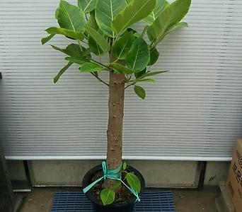 Ficus elastica //105 1