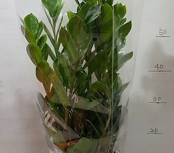 Zamioculcas zamiifolia 350 1