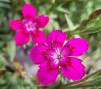 Dianthus repens Willd.  1
