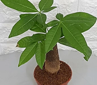 파키라7 - 공기정화식물 1