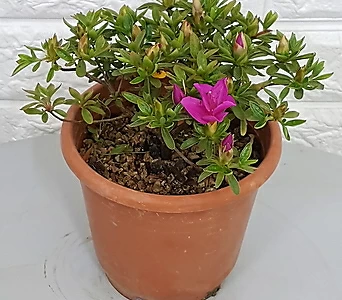 Rhododendron schlippenbachii 18 1