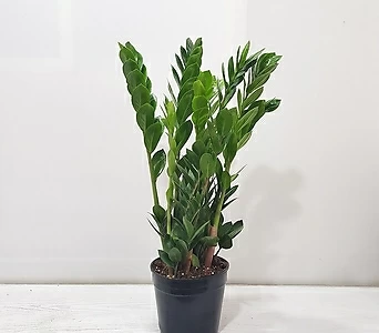 Zamioculcas zamiifolia /// 1