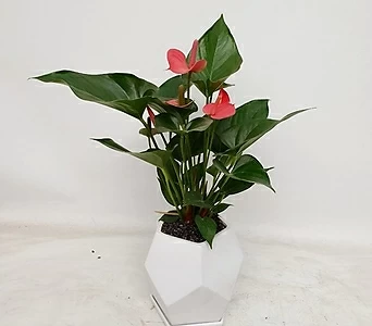 Anthurium andraeaeanum공기정화식물  1