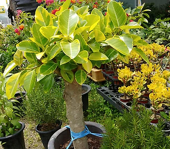 Ficus elastica - 1