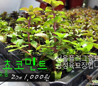 [허브여울모종] 쵸코민트 모종 (식용허브티/노지월동) 2개 1000원 - 서울육묘생산 정품모종 1