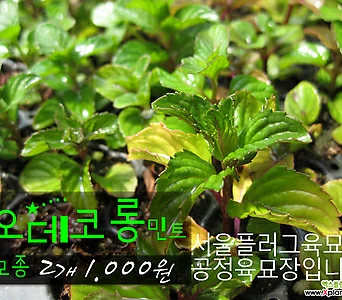 [허브여울모종] 오데코롱민트(오렌지민트) 모종 2개 1000원 ( 5000원이상 배송가능) 1