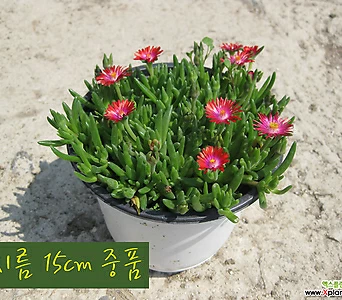 迷你빨강(Lampranthusspectabilis)지름15cm中品다육花盆 []    15cm 1
