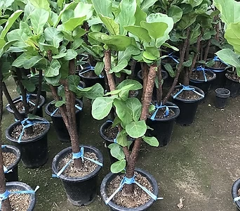 떡갈고무나무 공기정화식물키약150-160 1