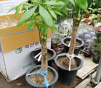 바키라나무-외목초미세먼지와 공기정화에 탁월한파키라 1