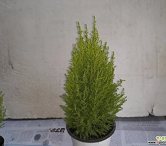 율마 공기정화식물 [허브나무 ] 1