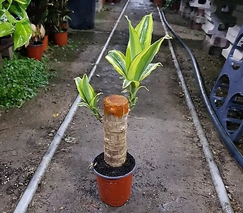 칼라행운목(공기정화식물)소 1