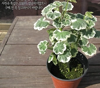 플라워오브스프링(FlowerofSpring)지름17cm중大(中大)품花盆Geranium []   12cm  2 14900 1
