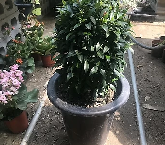 Syzygium australe 30-40 1