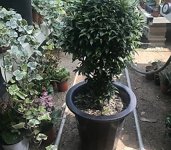 Syzygium australe 50-60 1