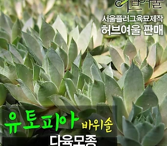 [허브여울모종] 왕까마중(보라농/폐기능개선/비염에효과)  허브모종 800원 1