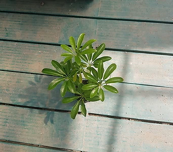 Schefflera arboricola  1