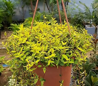 Trachelospermum asiaticum  1