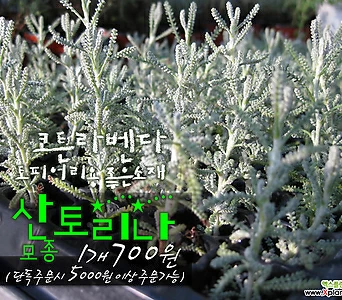 [허브여울모종] 산토리나 (코튼라벤다 Santolina/노지월동) 허브모종 700원 1