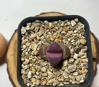 리톱스 자제옥 루비 1