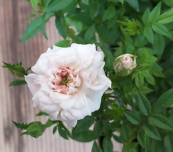 Rosa multiflora / 1