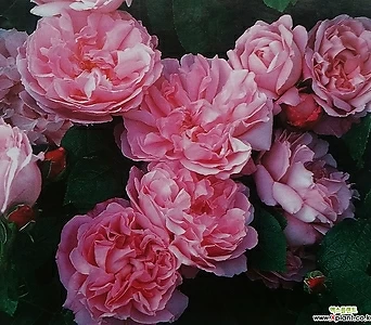 영국장미.대품.메어리 로즈.old rose 향기강함.예쁜핑크색.꽃송이가 큼.울타리.넝쿨장미.월동가능. 1