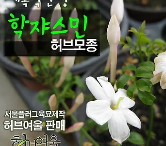 학 자스민(학쟈스민 White Jasmine/winter jasmine) 허브모종 700원(단품목 5000원 이상배송가능) 1