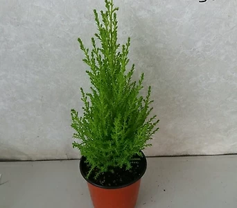 Cupressus macrocarpa'Wilma' / 1