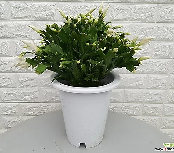 게발선인장 - 공기정화식물 1