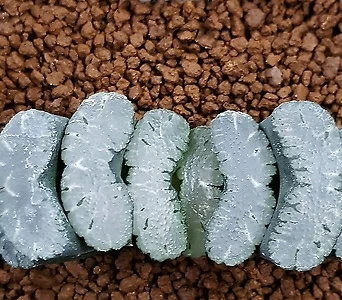 하워르티아일반종玉扇种子(玉扇사락种子)5립(HS006)  1