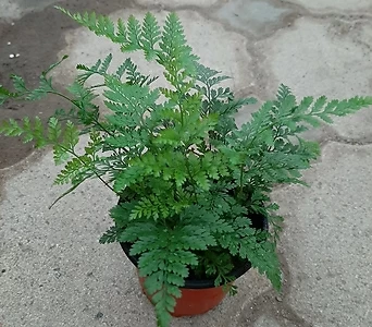 후마타고사리/근이네식물원/공기정화식물 1