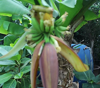 바나나나무 1