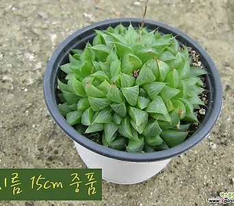 [허브여울다육] 수(Haworthia bayeri) 지름 15cm 중품 다육화분 1