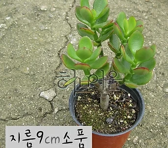 [허브여울다육]흑Crassula argentea f variegata(흑염자Crassulaportulacea)지름9cm小品다육花盆 []   9cm 1